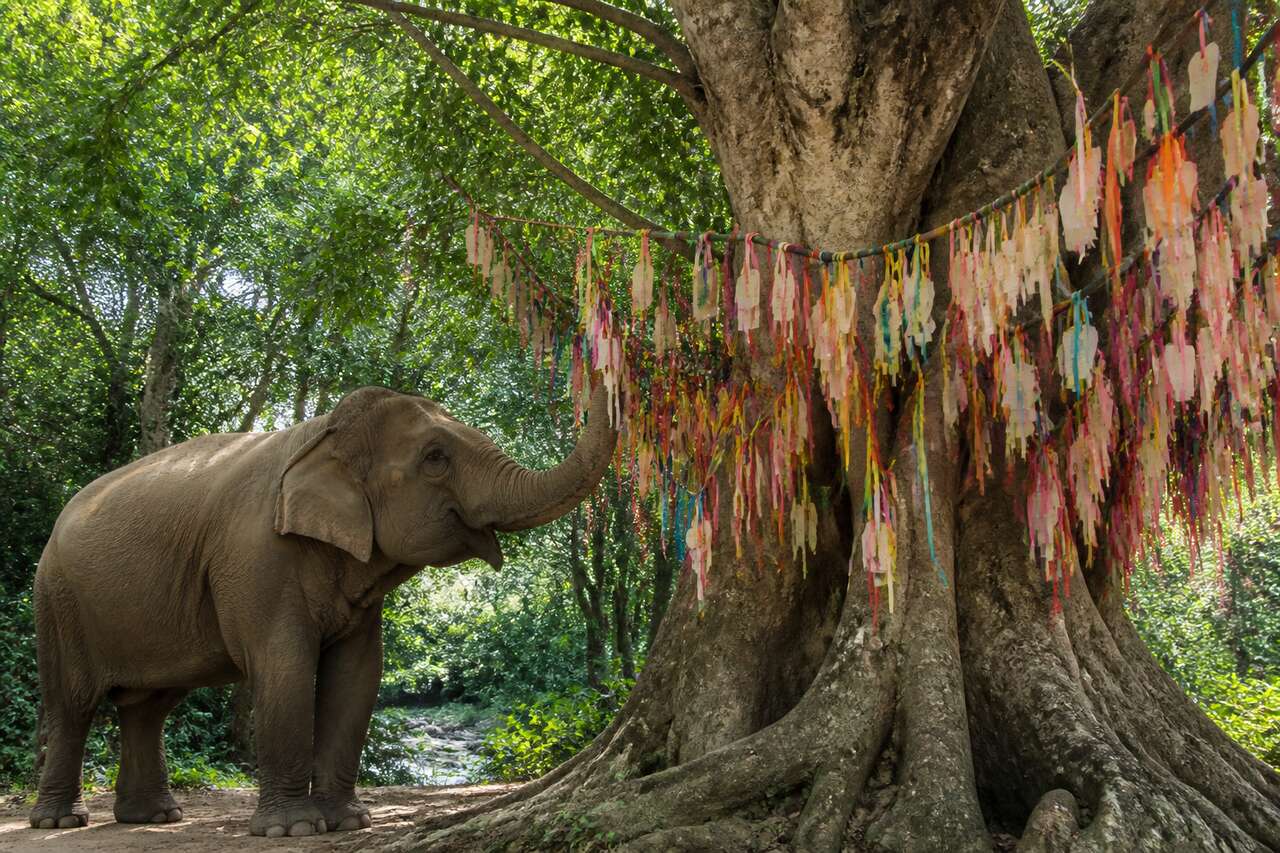 L'éléphant et l'arbre à souhaits : une rencontre incroyable