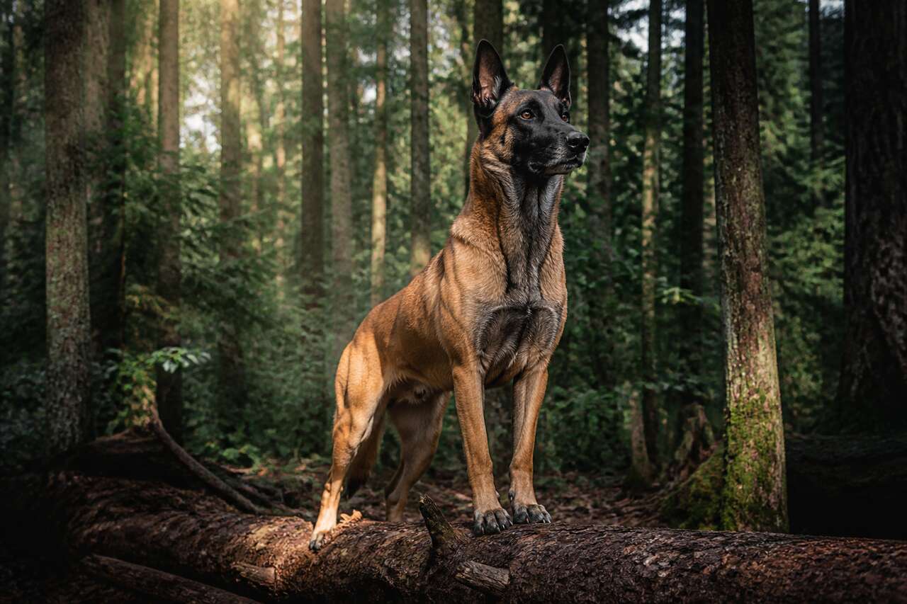 Comment le chien courageux a sauvé la forêt ?