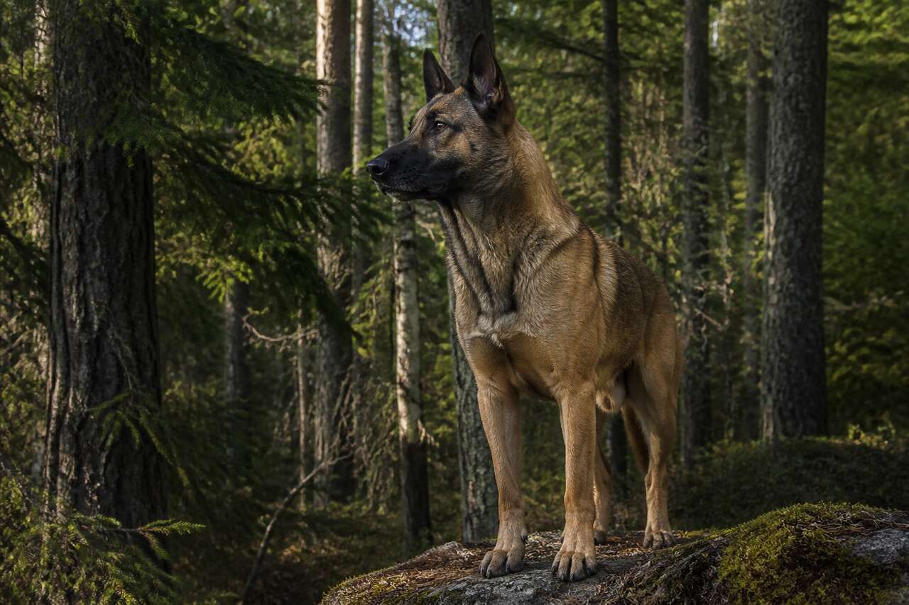Ce que le chien a perçu avant tout le monde: signaux, odeurs et dangers Ce que le chien a perçu avant tout le monde: signaux, odeurs et dangers