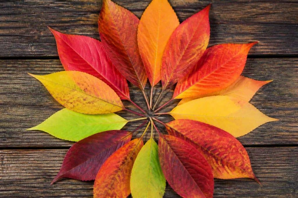 Feuilles d'automne : dessin de symétrie pour enfants