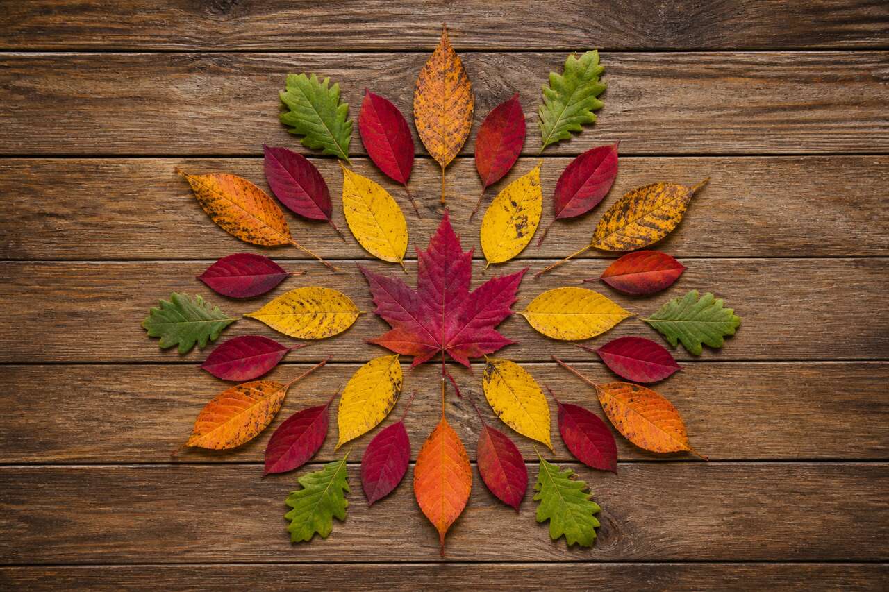 Pourquoi la sym&eacute;trie avec des feuilles d&rsquo;automne pla&icirc;t aux enfants